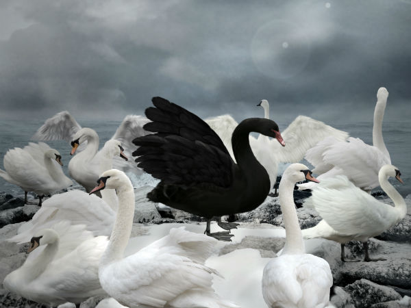 Black Swan logik och affärsmässigt ledarskap.