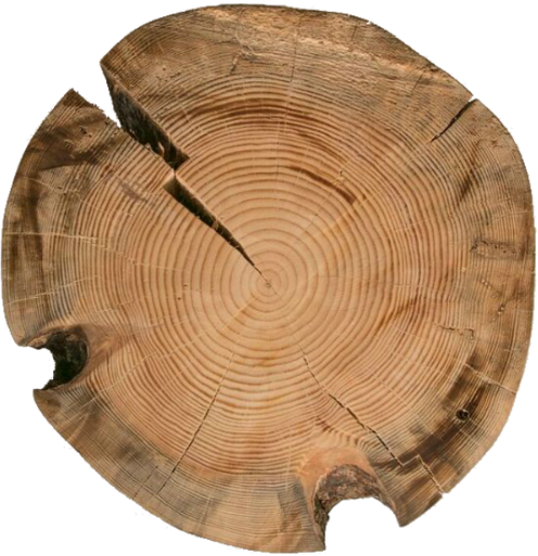 Just like the annual growth rings form the tree, we too develop our personality based on our ages and life events.