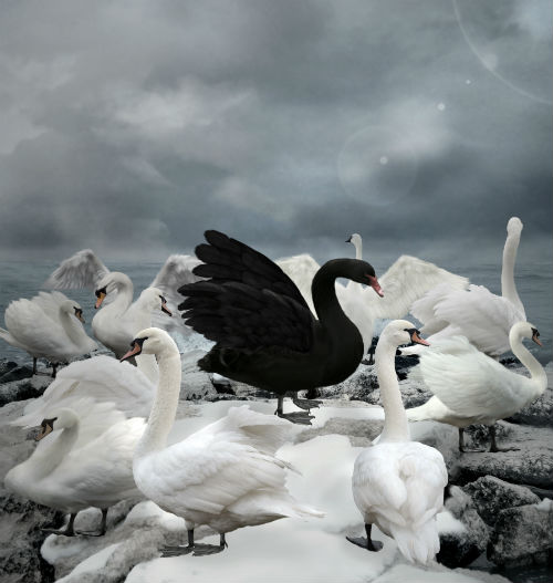 Black Swan logic and business leadership.