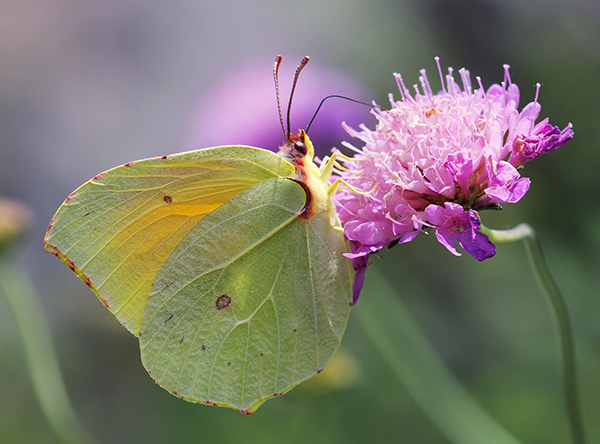 You are meant to reveal your full potential. Like the caterpillar transforming into a butterfly.