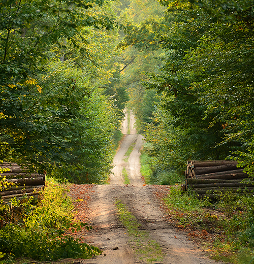 Walk toward the life you want to live and dream about.