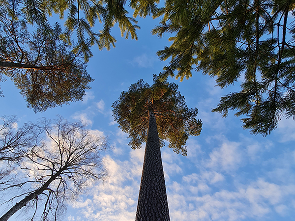 Kina Bergman and Kinas Kraftkälla, forest, Almunge, Sweden